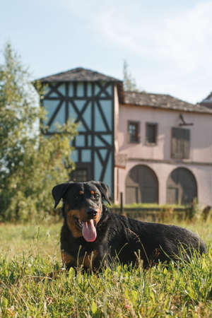 black big dog of breed beauceron (french shepherd) lies on the grass against the background of an old buildingの写真素材