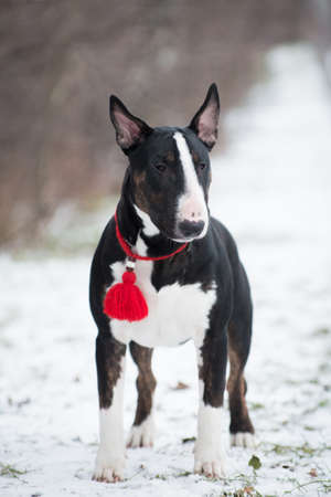Black and white Bull Terrier dog standing outdoors in winter on snowの写真素材