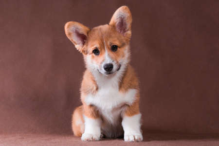 Welsh Corgi Pembroke small red dog sitting on a beige background and smilingの写真素材