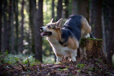 Welsh Corgi Pembroke red and black dog peeling off a stump in the forestの写真素材