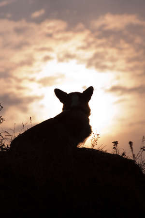 Red and white dog Welsh Corgi Pembroke breed sits on a hill against the background of the sunの写真素材