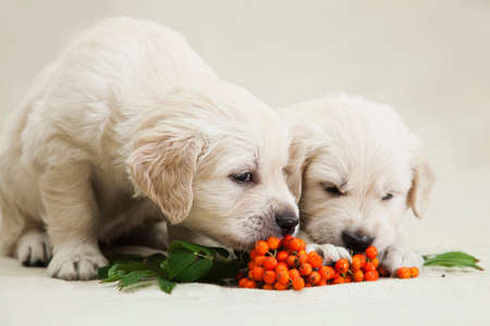 Two little golden retriever puppy studying the taste of orange rowan berries and playing
