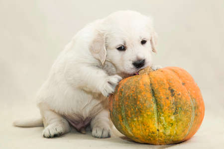 Little Golden Retriever puppy playing with an orange-green pumpkinの写真素材