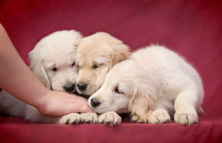Three little smart puppy of the Golden Retriever breed gently sniff the hand of their mistressの写真素材