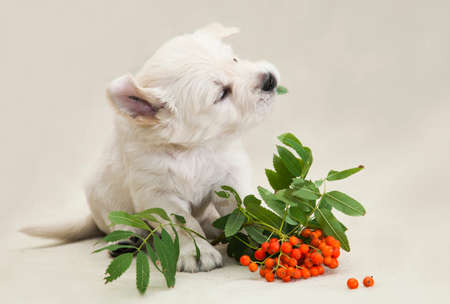 A little Golden Retriever puppy studies the taste of orange rowan berries and playsの写真素材