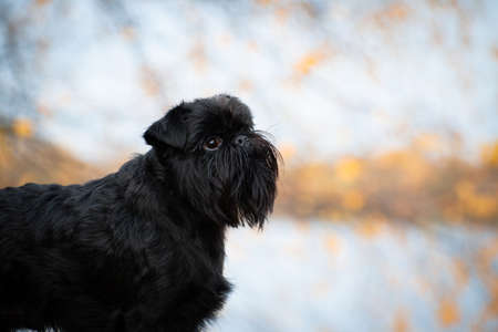Portrait of a black small wire-haired dog of the Belgian Griffon breed outdoors in the forest on a golden blue background of nature in blur in autumnの写真素材