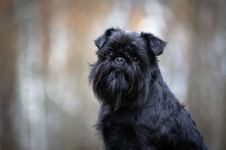 Portrait of a black small wire-haired dog of the Belgian Griffon breed outdoors in the forest on a background of nature in blur in autumnの写真素材