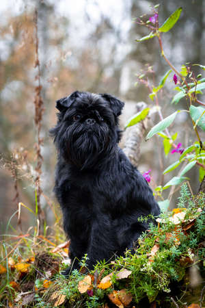 Black small wire-haired mysterious dog of the Belgian Griffon breed sits on a mound covered with wonderful green and colorful plants, outdoors in the forest against the background of nature in blur in autumnの写真素材