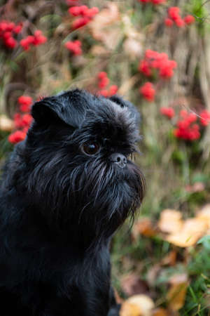 Portrait of a black small wire-haired dog of the Belgian Griffon breed outdoors in the forest against a background of red berries in blur in autumnの写真素材
