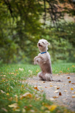 a small bright dog of uncertain breed, stand on its hind legs on a clearing in the forest among grass and yellow autumn leaves against the background of blurred trees in autumn outdoorsの写真素材