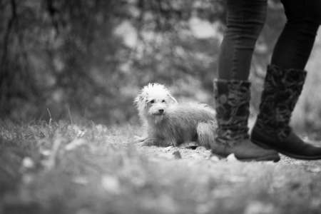 Unknown black legs in boots walk past a small bright dog in a black and white image outdoors