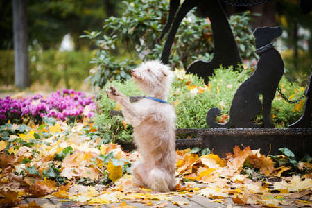 a small bright dog of uncertain breed, stand on its hind legs on a tile path in the park among grass, flowers, and garden sculptures, and yellow autumn leaves against the background of blurred trees in autumn outdoorsの写真素材