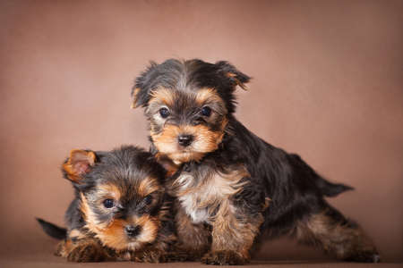 two little puppies of the Yorkshire Terrier breed are sitting on a brown backgroundの写真素材