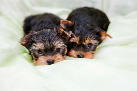 two little cute puppies of the Yorkshire Terrier breed lie green fabricの写真素材