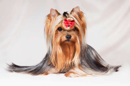 Cute little long-haired dog Yorkshire Terrier with a red bow