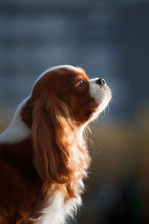 Portrait of a dog of the Cavalier King Charles Spaniel breed, red-haired with white color, long-haired, in the summer outdoors close-up on a blurred backgroundの写真素材