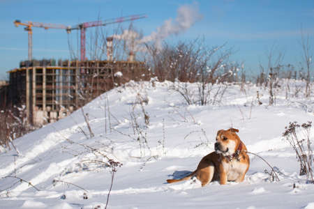 Red-haired orange big powerful dog of breed Cadebo, walking in the winter, sat in the snow, against the background of a building under constructionの写真素材