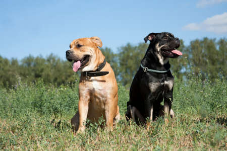 Cadebo black and red dogs sit on green grass in summer in a field, outdoors