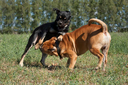 Cadebo black and red dogs fight, play, on a walk in the summer in the field, on green grass,...