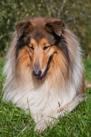 Collie is a proportional dog of medium height, fairly light in build, with a pointed muzzle. Collies are active, agile and in most cases have a pronounced shepherd's instinct.の写真素材