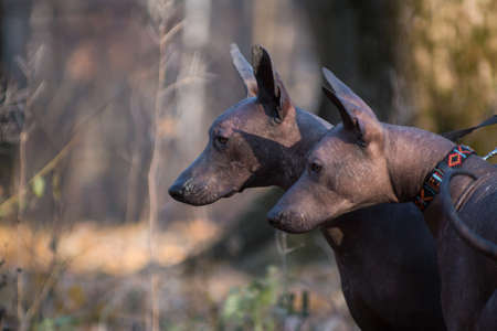 Two large brown hairless xolo dogs (Xoloitzcuintle, Mexican hairless dog), double portrait in...