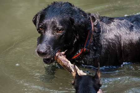 Labrador Retriever is a breed of dog. It was originally bred as a hunting gun dog. Labradors are...