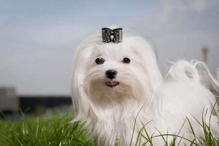 Maltese is a white decorative companion dog. Lively and affectionate. Very easy to learn teams, very intelligent.の写真素材