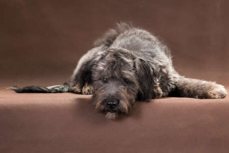 A medium sized gray dog lies on a brown background and looksの写真素材