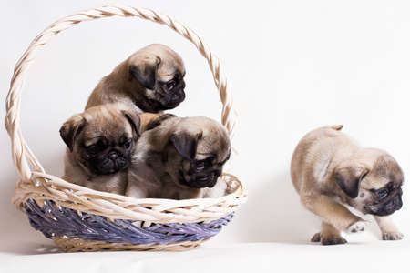 Pug - a small decorative dog, which has long been kept know. A dog with a lively, cheerful and at the same time balanced character, noble and affectionate to the owner.の写真素材