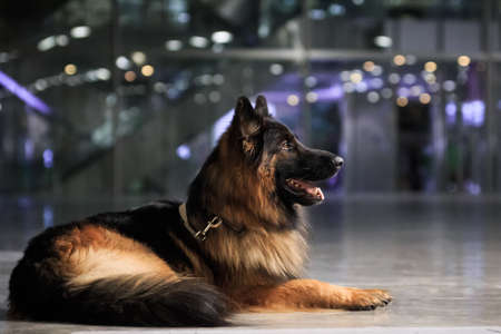 Portrait of a dog breed German shepherd on a background of a white balustrade in the summer outdoors in the parkの写真素材