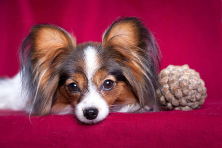 White-black-red dog of the papillon breed (continental toy spaniel) lies on a red background with a pine cone indoors in the studioの写真素材