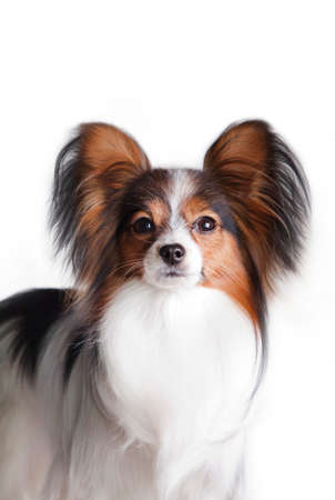 White-black-red-haired papillon breed dog (continental toy spaniel) portrait on a white background...