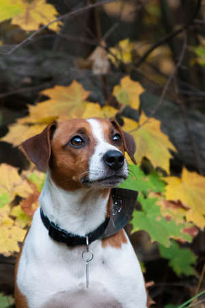 Parson Russell Terrier was bred to work on the fox. Confident, energetic and happy, brave and friendly.の写真素材