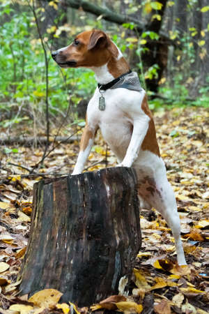 Parson Russell Terrier was bred to work on the fox. Confident, energetic and happy, brave and...