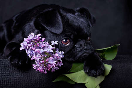 Petit-Brabancon, or Small Brabancon, or Brabant Griffon, or Smooth Griffon, is a breed of decorative dogs bred in Belgium. Belongs to small Belgian dogs.の写真素材