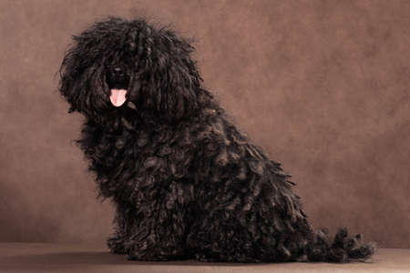 A little shaggy with dreadlocks black-brown bullet breed dog sits on a brown backgroundの写真素材