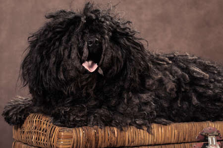 A small shaggy black-brown bullet breed dog lies on a wicker chest on a brown backgroundの写真素材