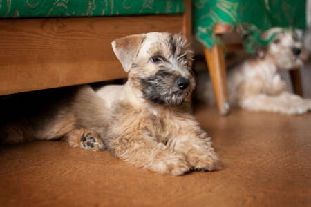 Irish Soft Coated Wheaten Terrier is a breed of dog. It differs from other Irish terriers in wool - silky, soft, unique wheat color. This is a strong, hardy, compact dog.の写真素材
