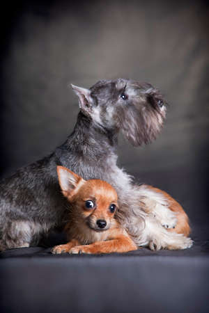 A gray miniature schnauzer dog lies on top of a ginger long-haired chihuahua dog on a gray...