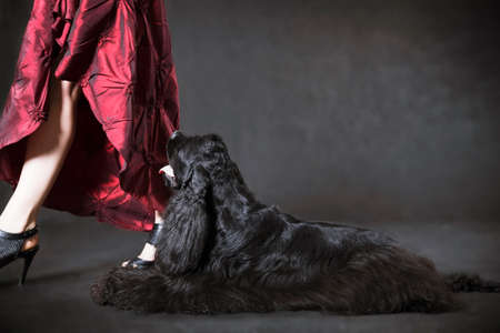 A black American Cocker Spaniel dog is lying on a black background and a lady in red is walking nearbyの写真素材
