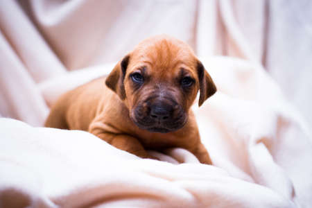 A small cute red-haired puppy with a black nose of a dog of the Rhodesian Ridgeback breed sits indoors on a pink blanketの写真素材