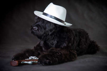 Dog breed Russian black terrier, puppy, lies in a hat in a studio indoors with a gun on a black backgroundの写真素材