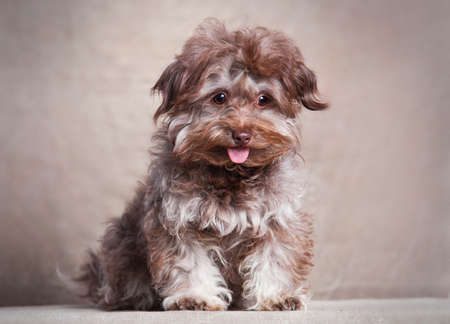 Little gray with a red color curly funny dog of a native Russian breed Russian color lap-dog obediently sits on a gray fabric background indoors in the studioの写真素材