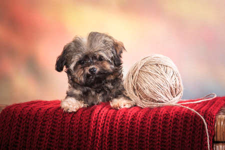 Tiny curly muruy puppy, breed Russian colored lapdog, sitting next to a ball of thread on a red warm knitted large scarf, in the studio, indoorsの写真素材
