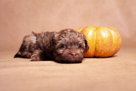 Little red color curly puppy of decorative breed of dogs Russian colored lap-dog, lies in the studio on a beige background indoors, with an orange pumpkinの写真素材