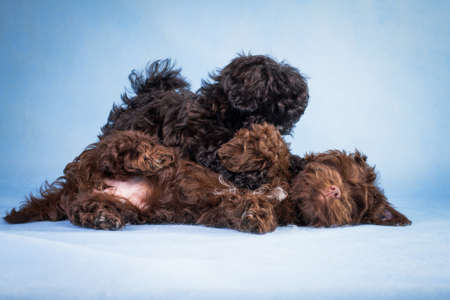 Two puppies, brown and black, breed of Russian colored lapdog on a blue background in the studio indoors playing and wallowingの写真素材