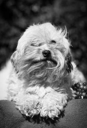 Small white dog, breed Russian colored lapdog, lies in the wind outdoors in summer
