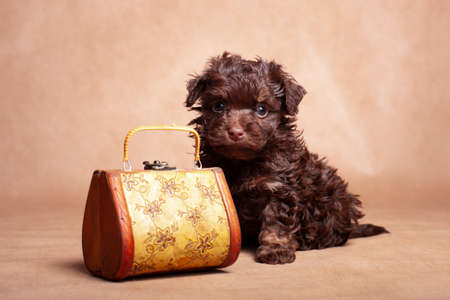 A small brown-colored curly puppy of a decorative breed of dogs Russian colored lap-dog, sitting in the studio on a beige background indoors, with a bag, bag, suitcase, and going on the roadの写真素材