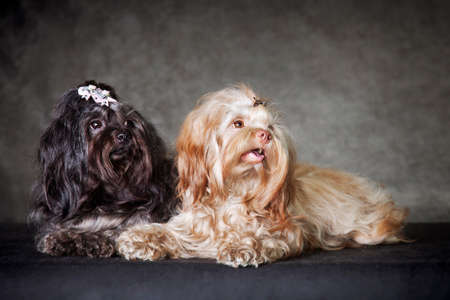Two curly long-haired beautiful females, breed Russian colored lapdog, lie on a gray background, in...