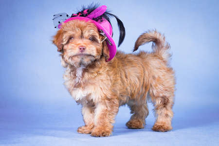 Beige puppy of a dog of the Russian colored lapdog breed on a blue background in the studio indoors...